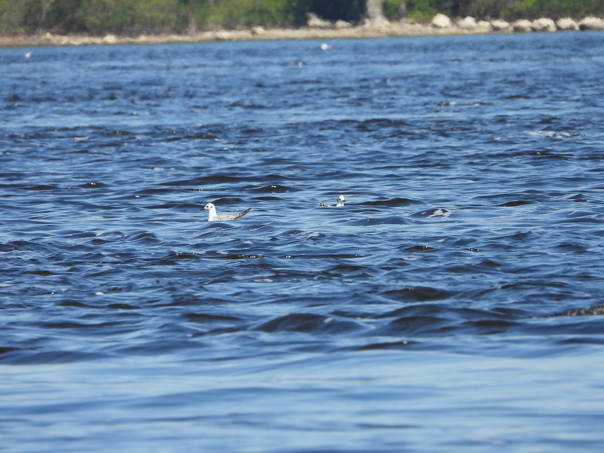 Bonaparte's Gull - Sylvana Beaulieu