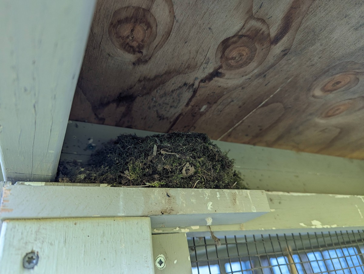 Eastern Phoebe - Nita Hultstrom