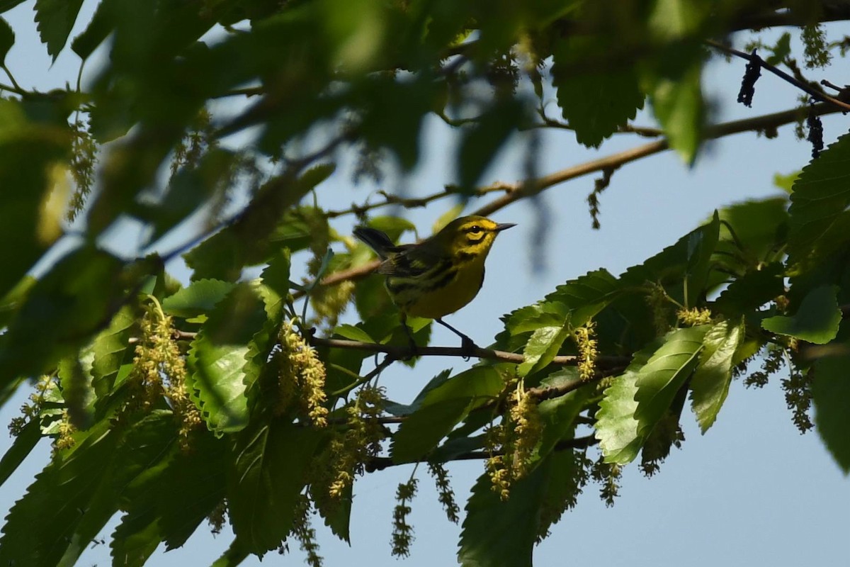 Prairie Warbler - Tom Frankel