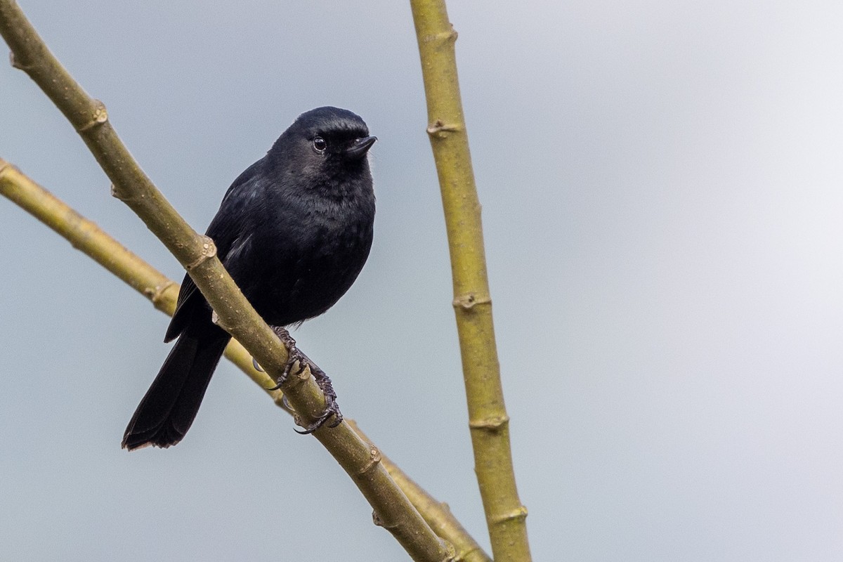 Black Flowerpiercer - Michael Cook