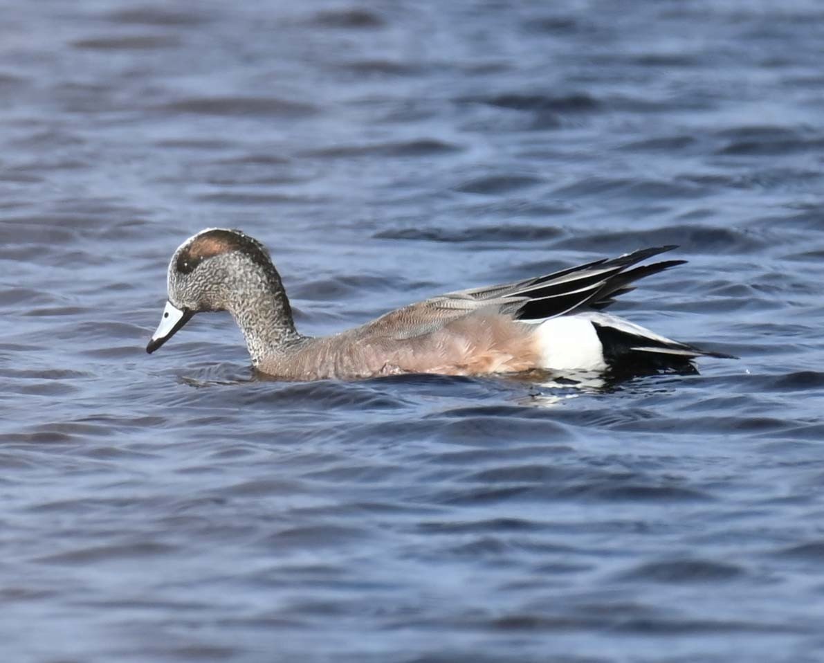 American Wigeon - Kathy Marche