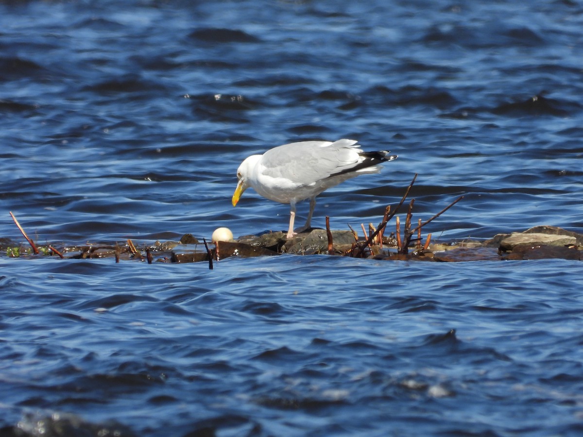 Herring Gull - ML619320742