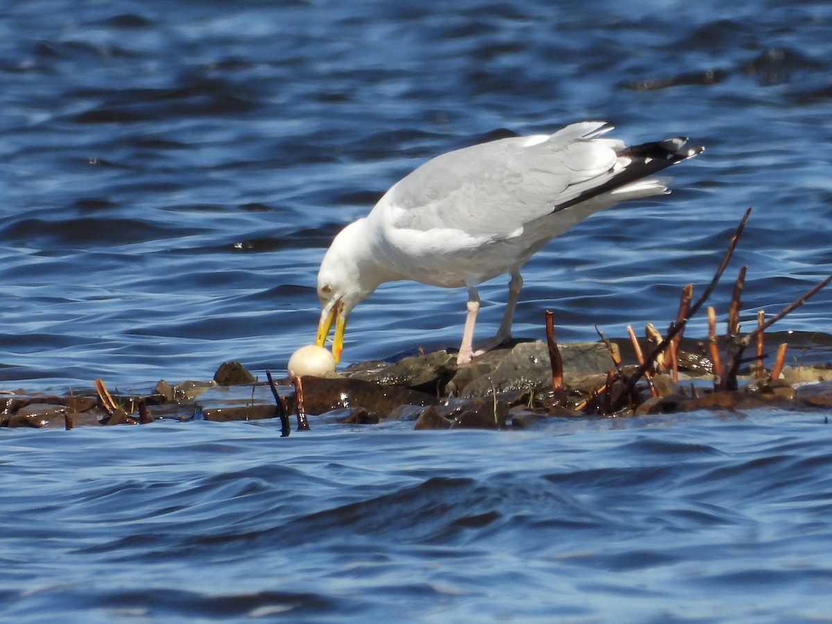 Herring Gull - Sylvana Beaulieu