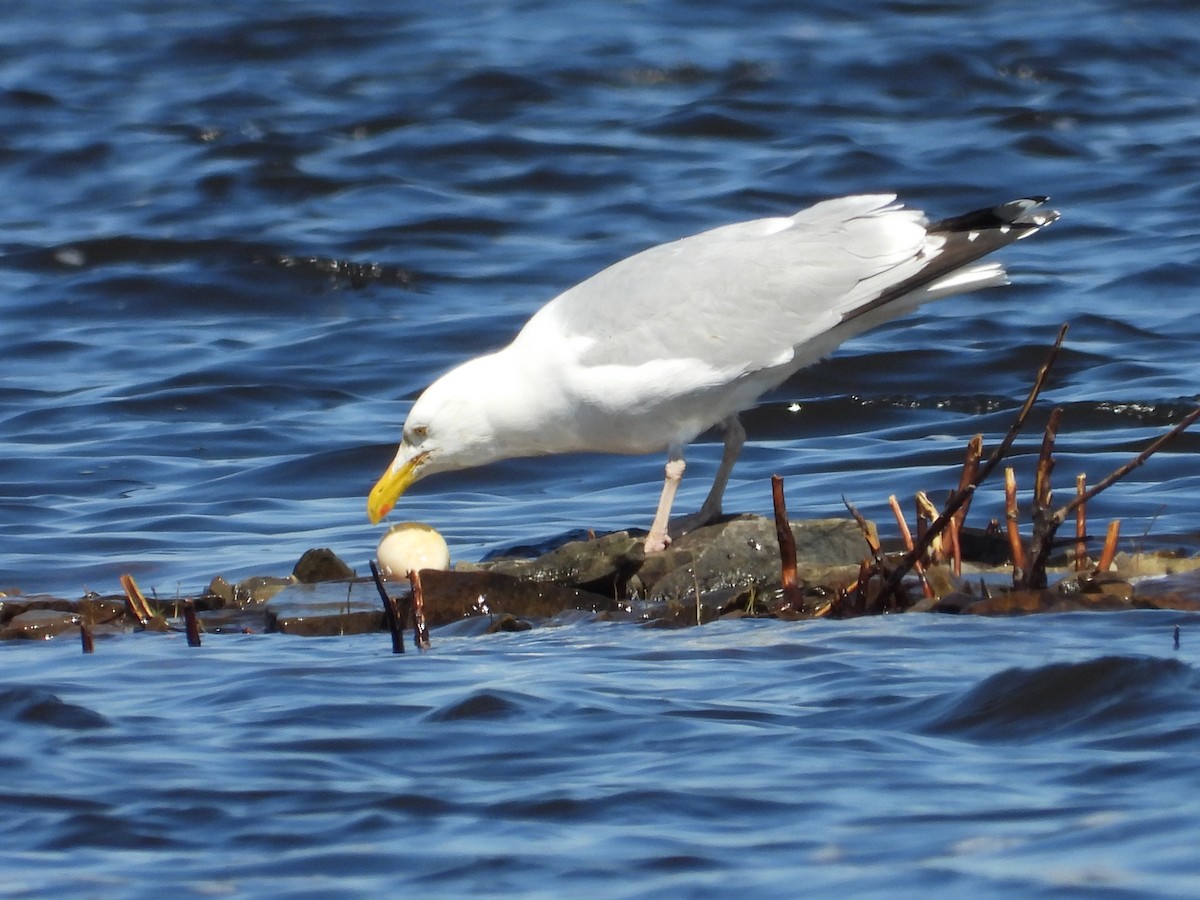 Herring Gull - Sylvana Beaulieu