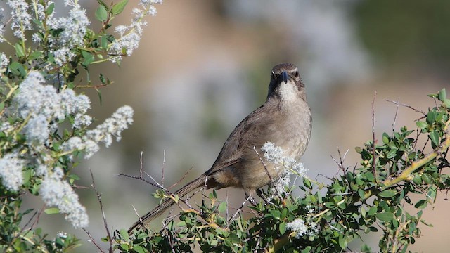 California Thrasher - ML619320793