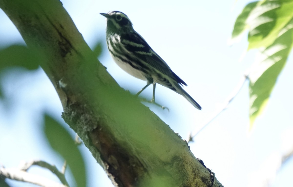 Black-and-white Warbler - Patricia Cullen