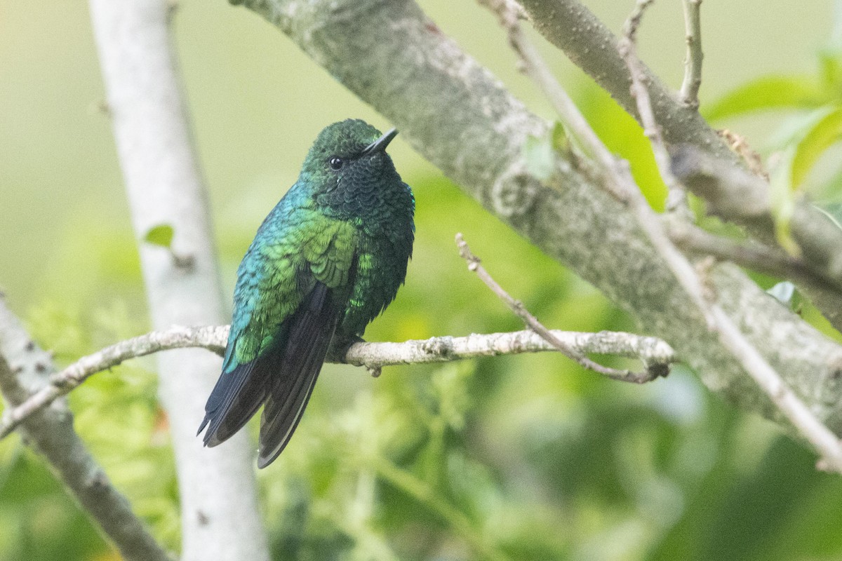 Western Emerald - ML619320812