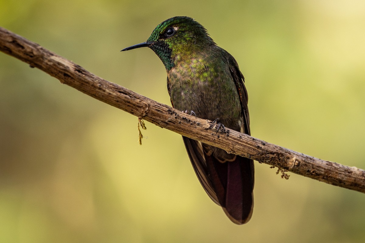 Tyrian Metaltail - Michael Cook