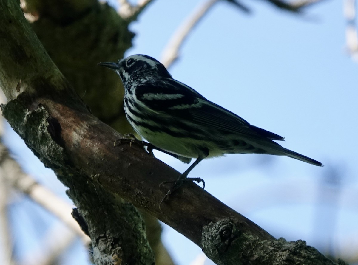 Black-and-white Warbler - Patricia Cullen