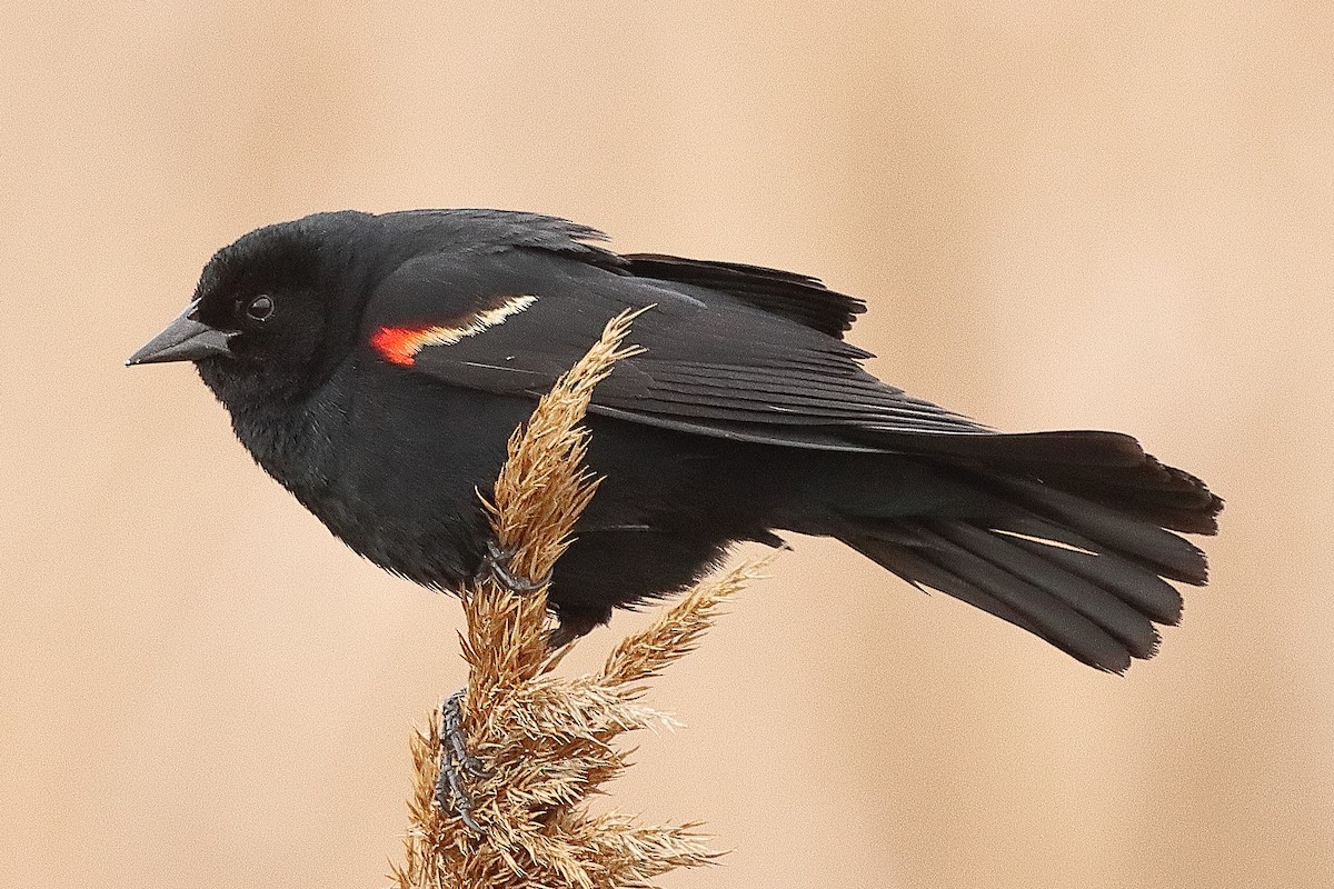 Red-winged Blackbird - ML619320842