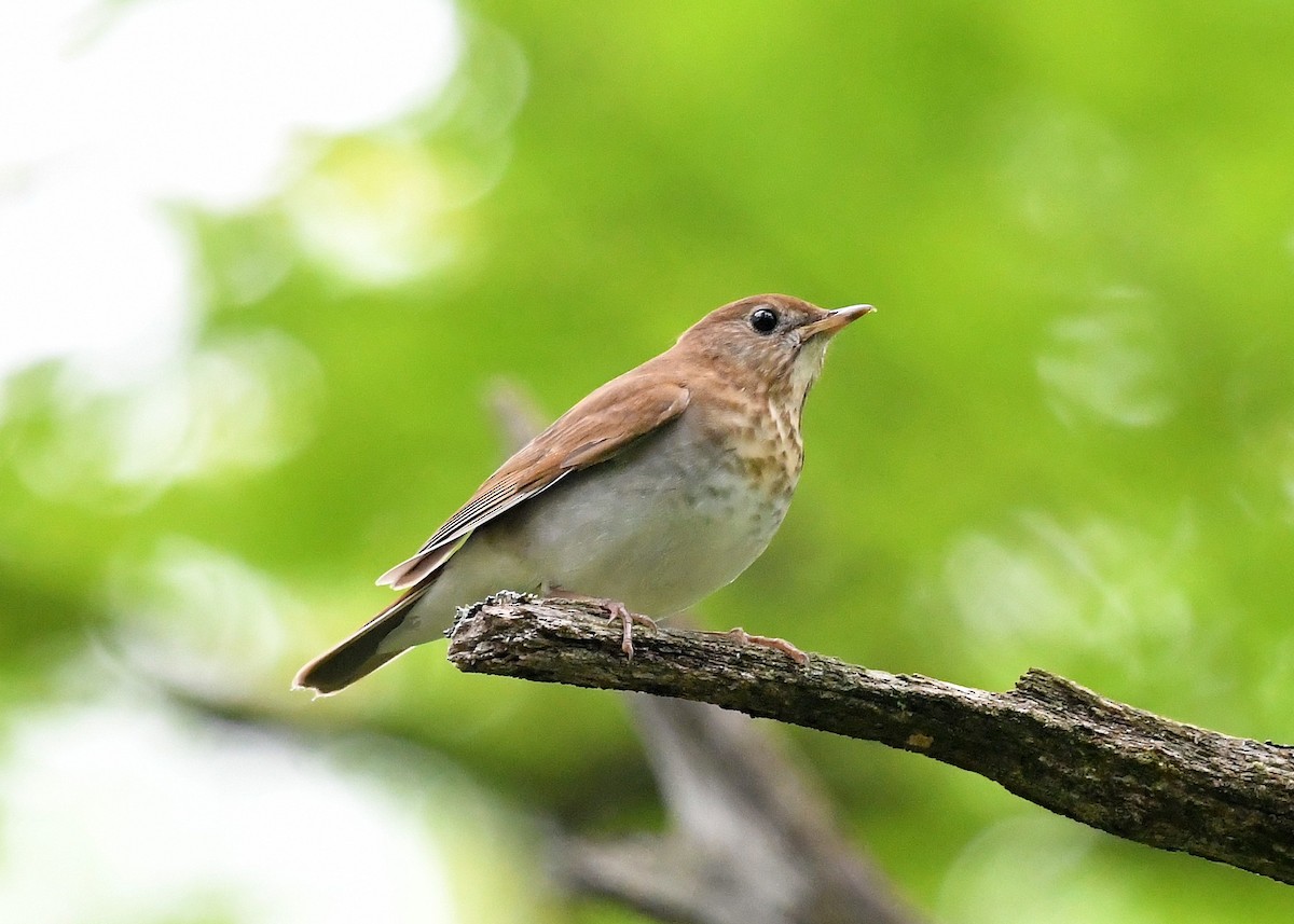 Veery - Gary Chapin