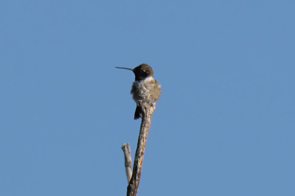Black-chinned Hummingbird - Janet Stevens