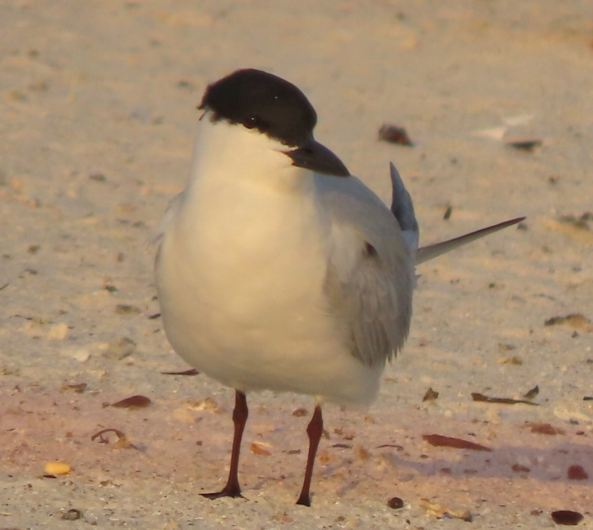 Gull-billed Tern - ML619320866