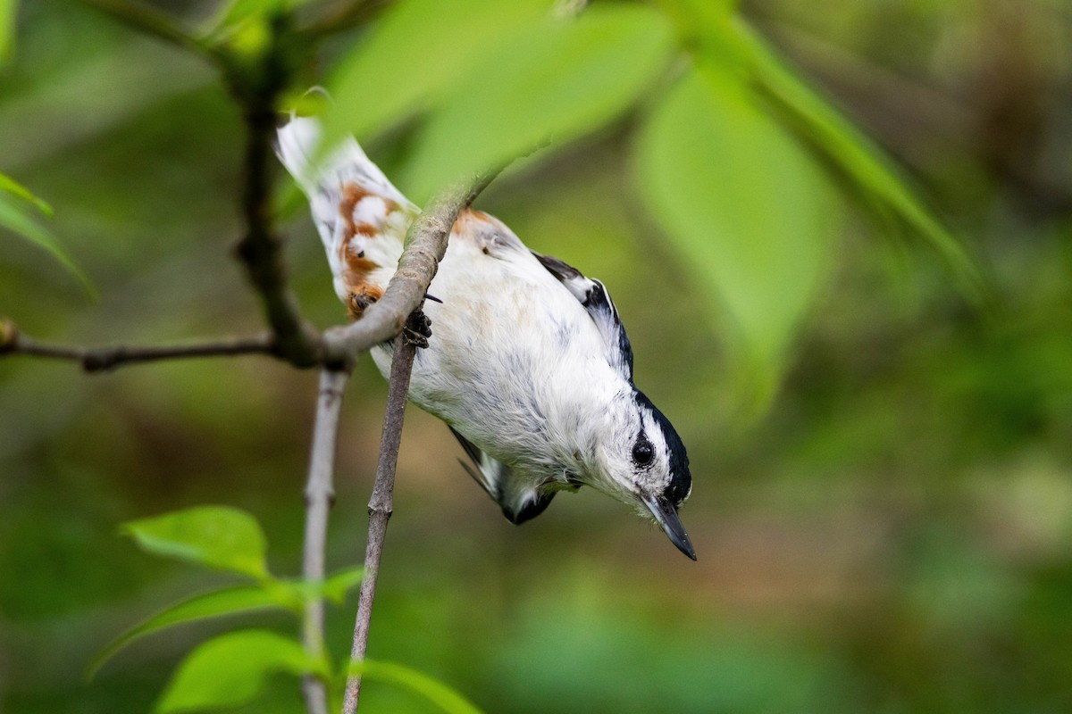 White-breasted Nuthatch - Yifei Ma