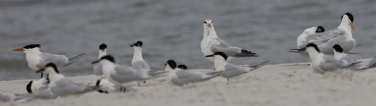 Royal Tern - David Muth