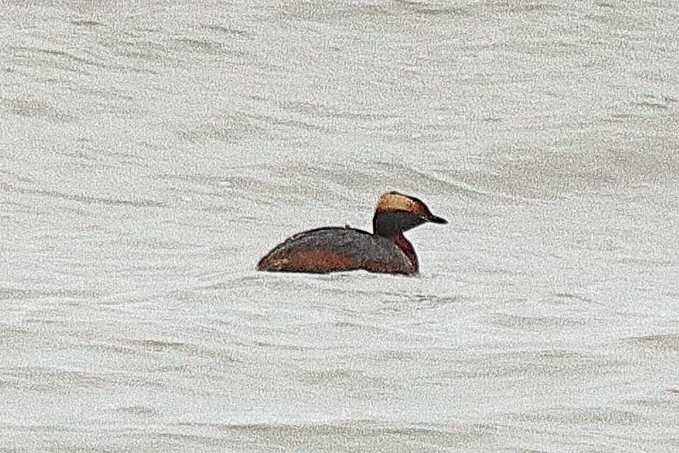 Horned Grebe - ML619320888