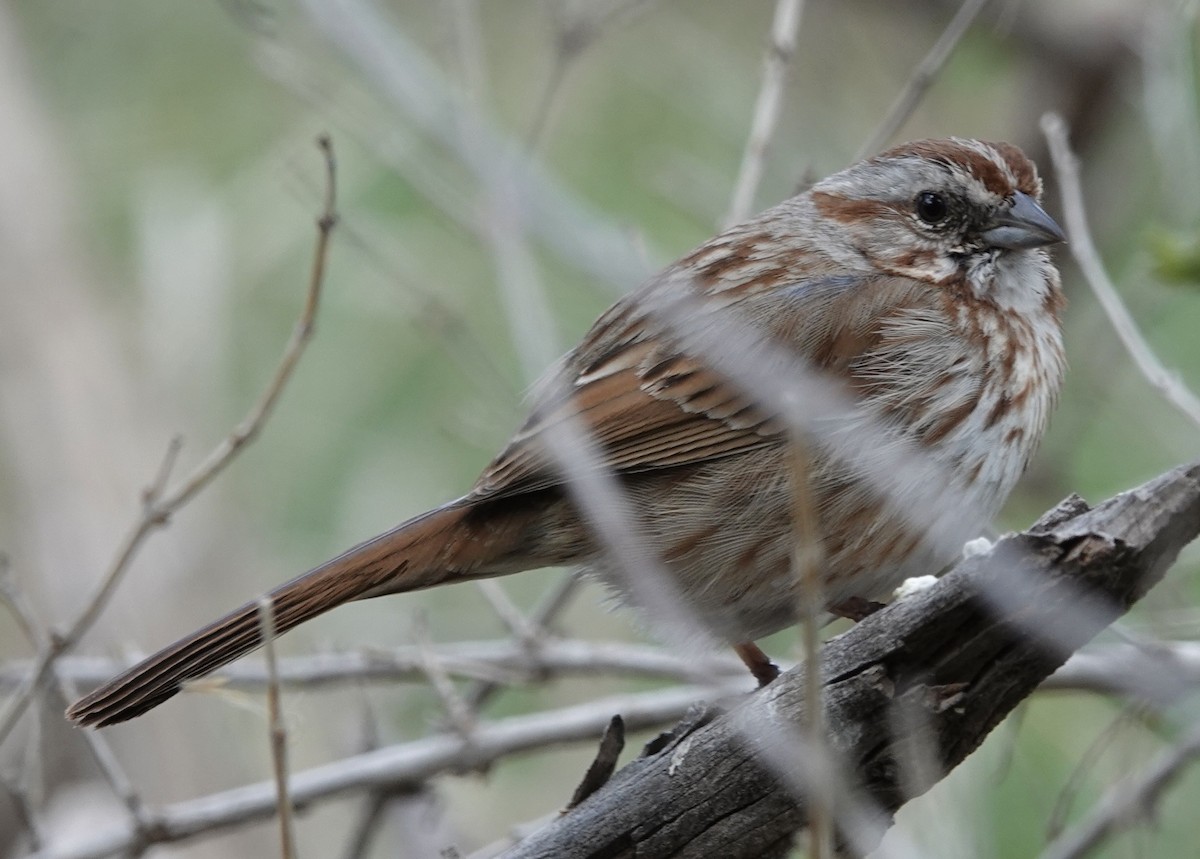 Song Sparrow - Judith White