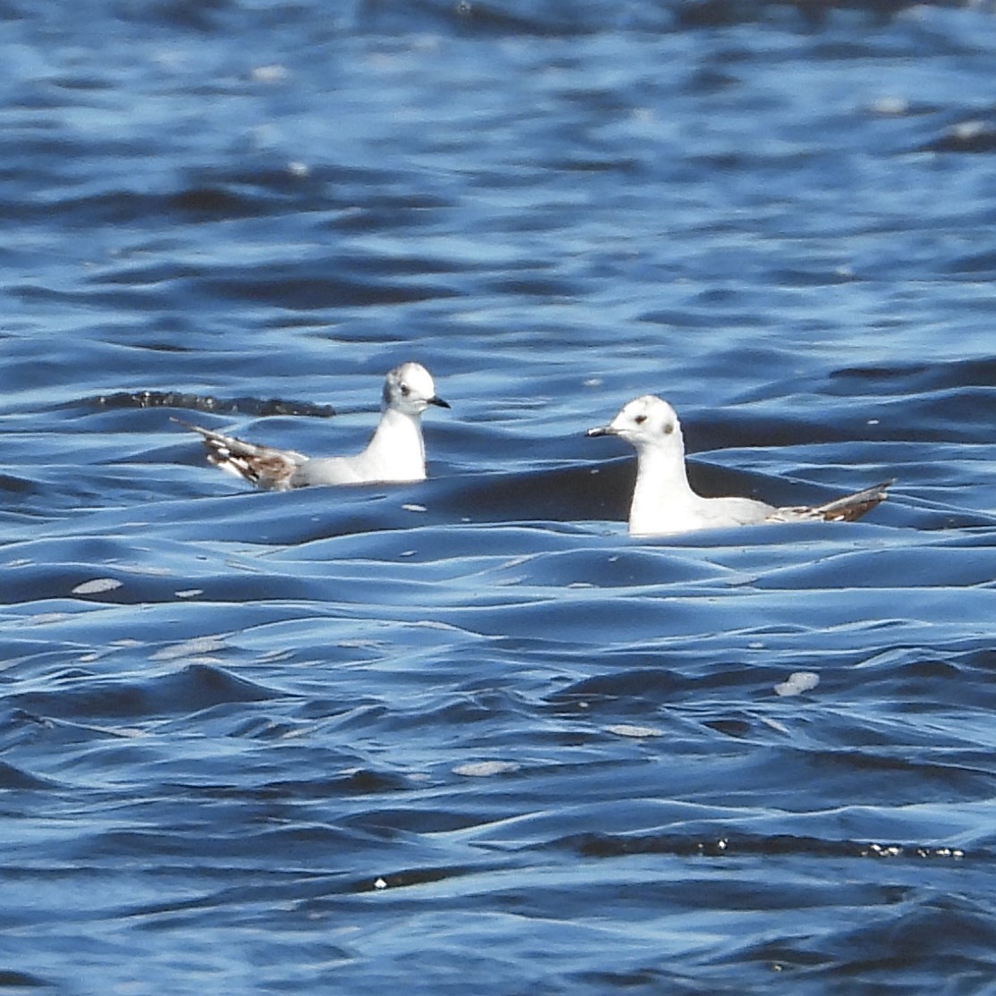 Bonaparte's Gull - Sylvana Beaulieu