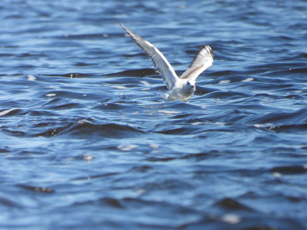 Bonaparte's Gull - Sylvana Beaulieu