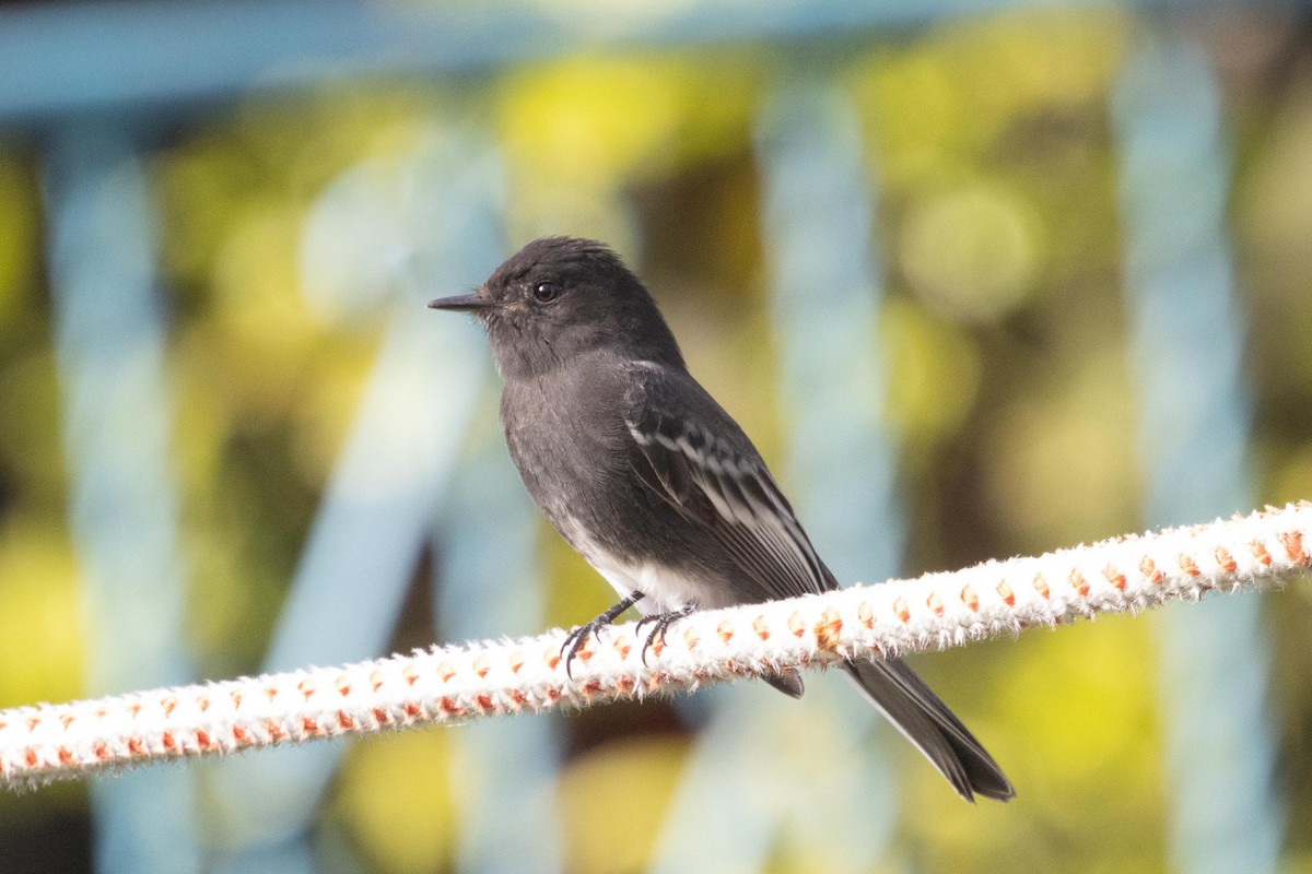 Black Phoebe - dan davis