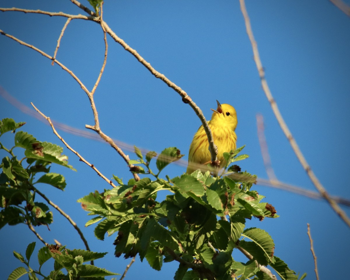 Yellow Warbler - ML619320959