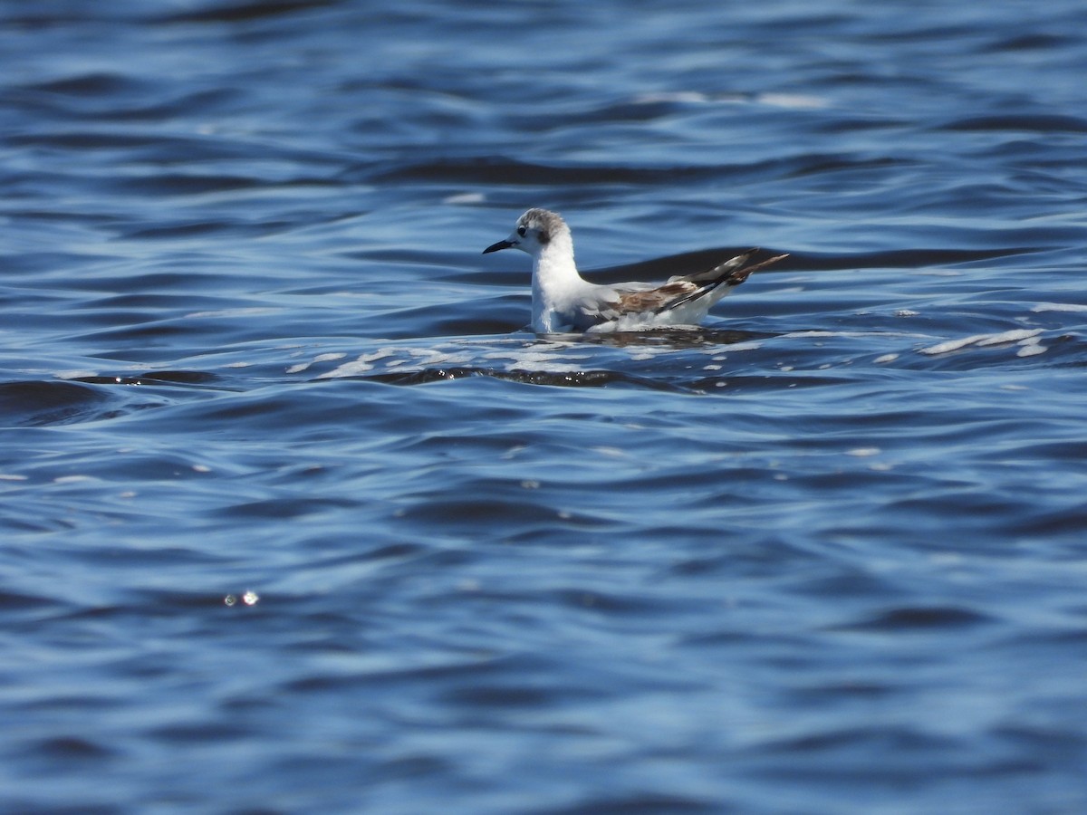 Bonaparte's Gull - Sylvana Beaulieu