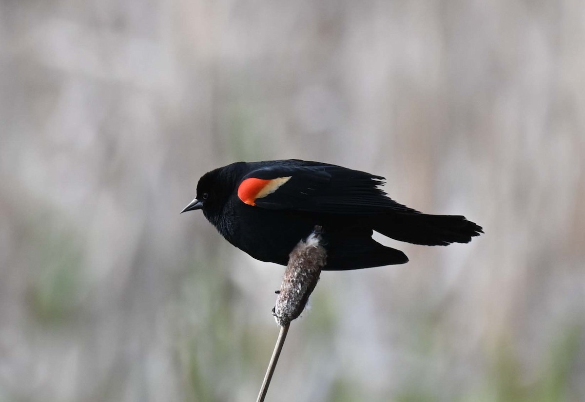 Red-winged Blackbird - Kathy Marche