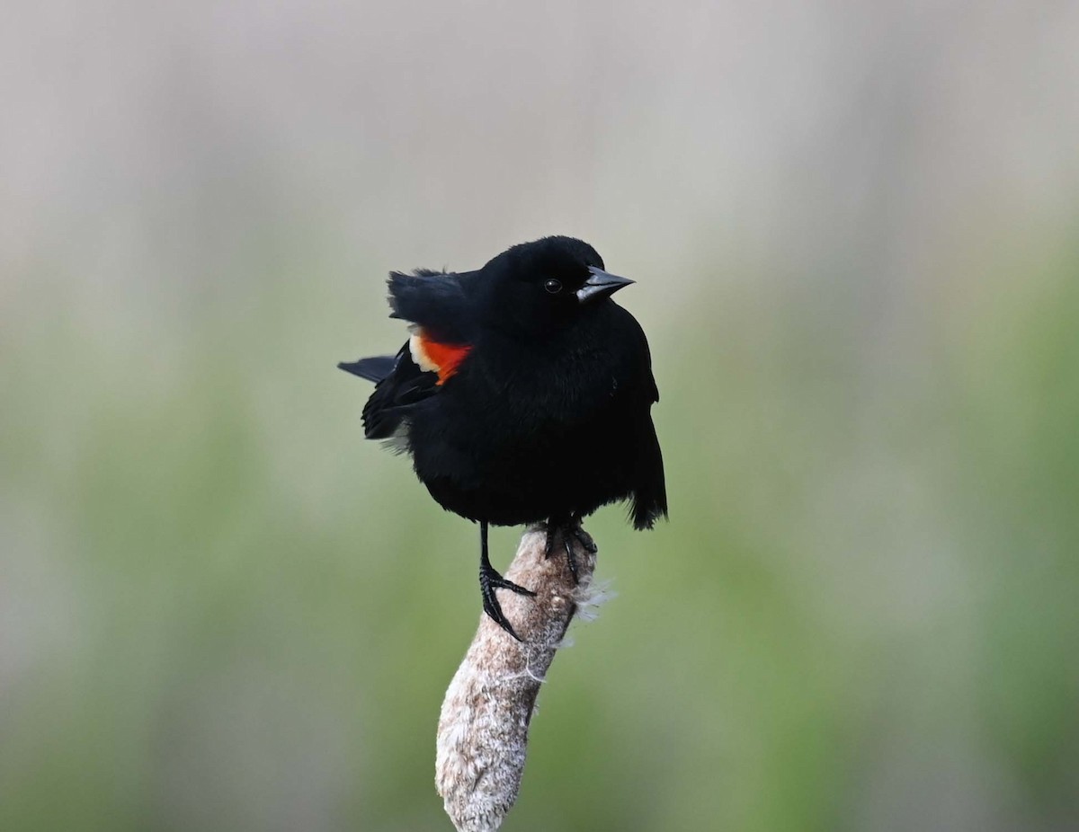 Red-winged Blackbird - Kathy Marche