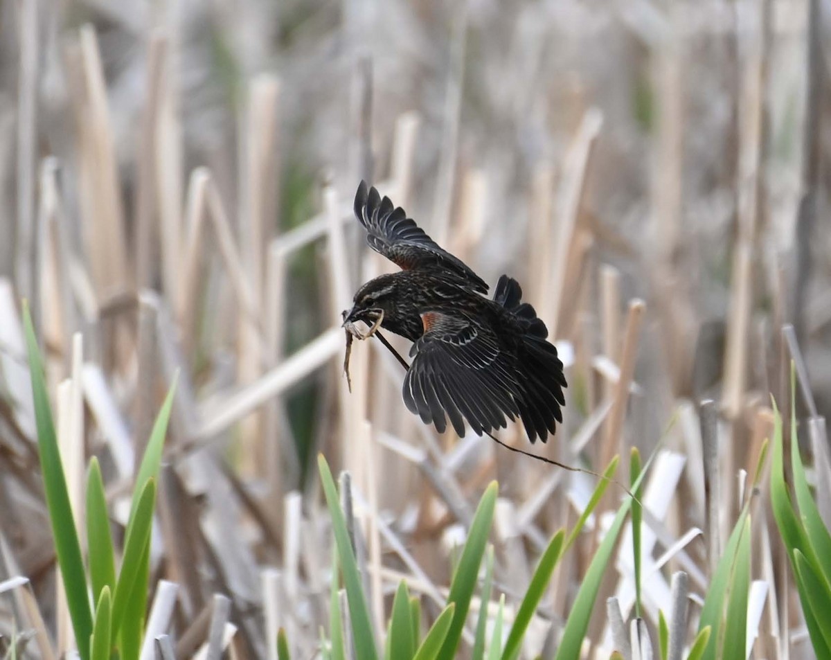 Red-winged Blackbird - Kathy Marche