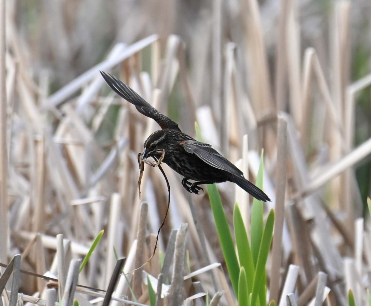 Red-winged Blackbird - Kathy Marche