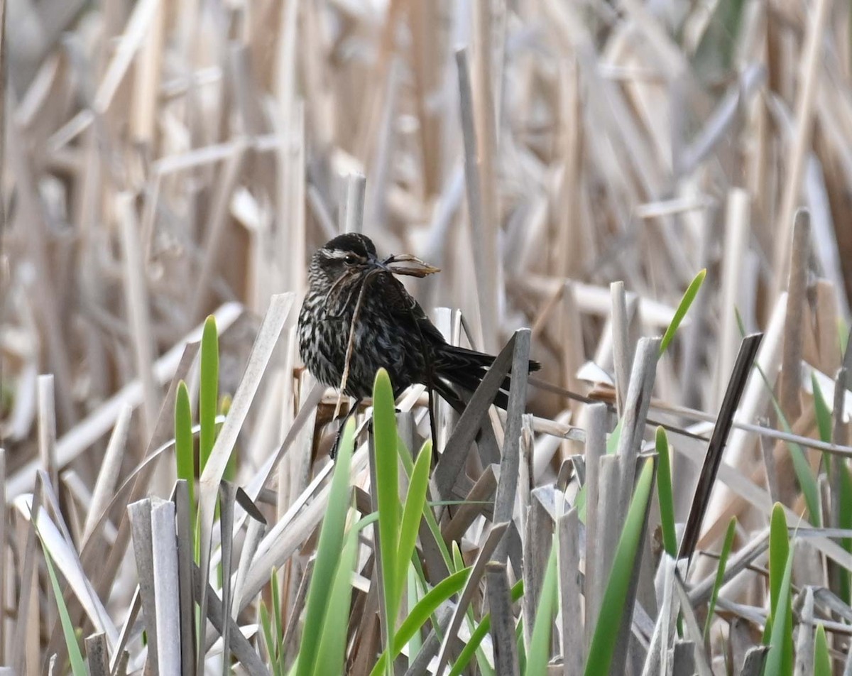 Red-winged Blackbird - Kathy Marche