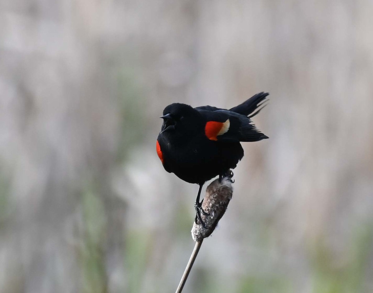 Red-winged Blackbird - Kathy Marche