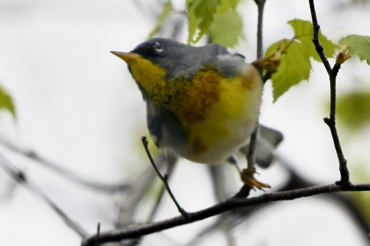 Northern Parula - Joseph Dougherty