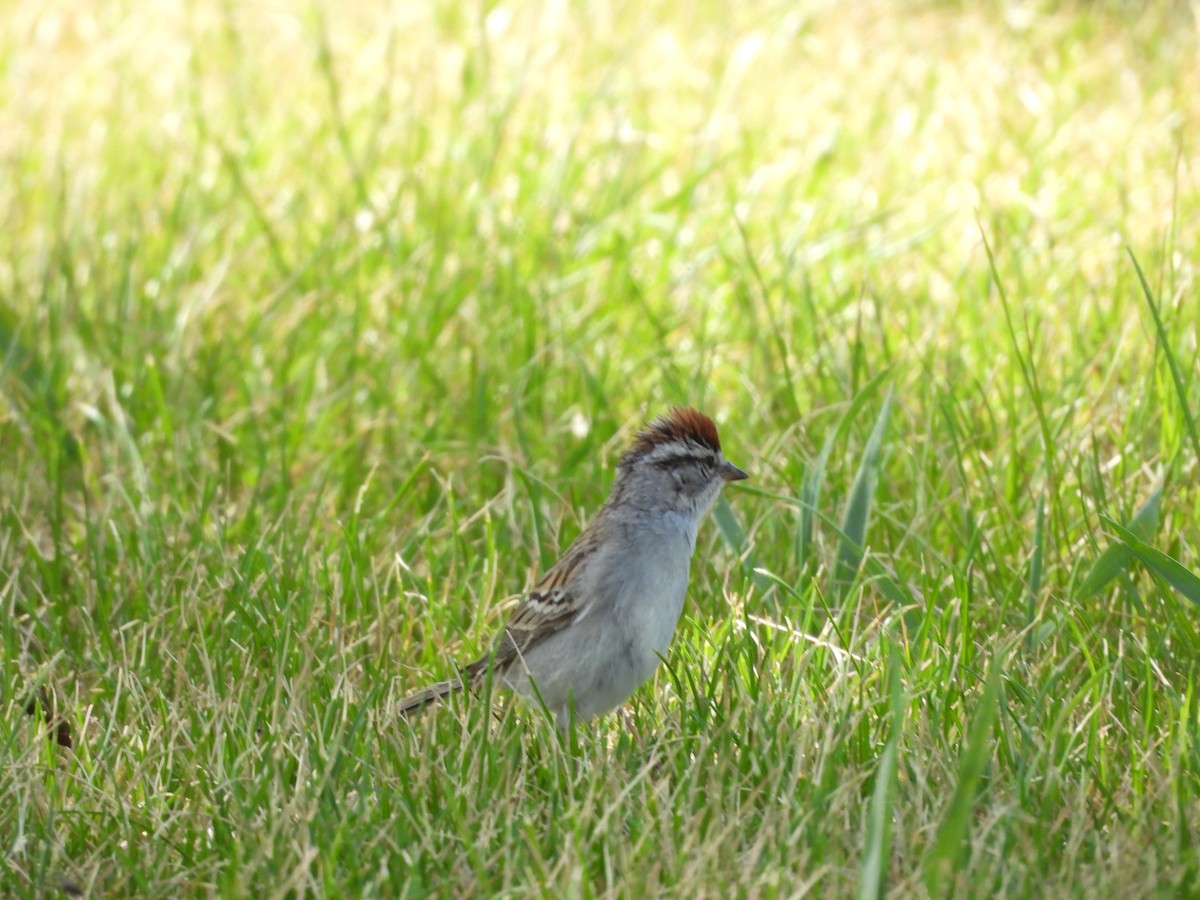 Chipping Sparrow - Carl Lundblad