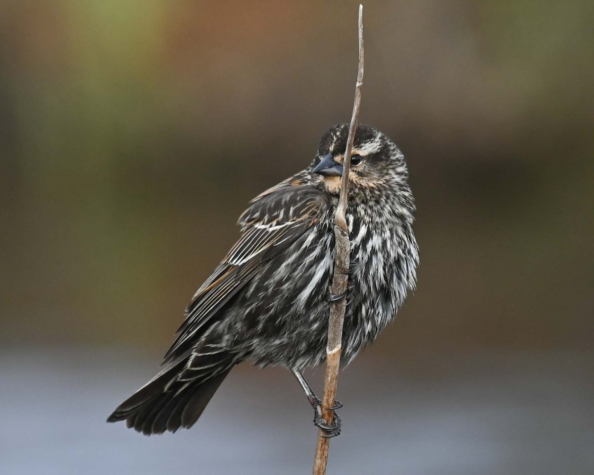 Red-winged Blackbird - ML619321020