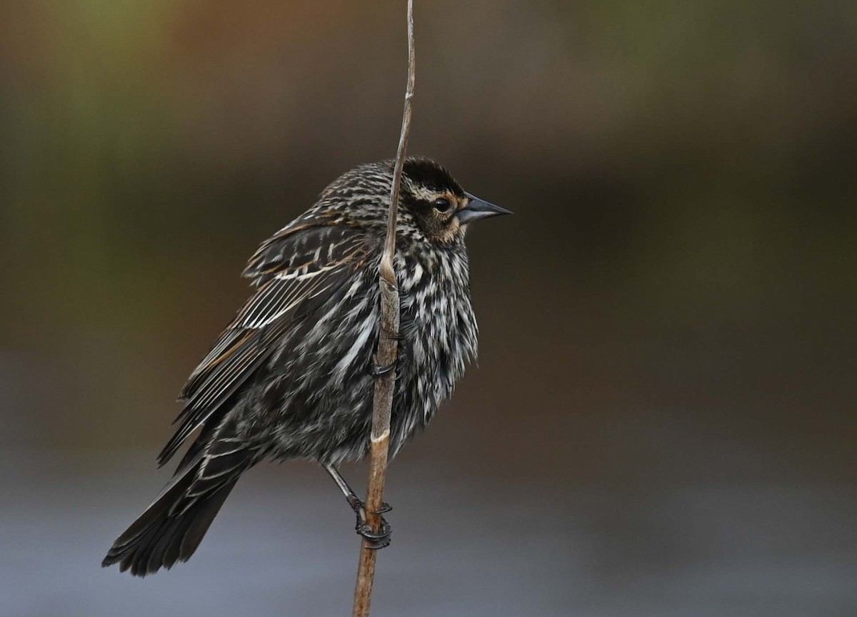 Red-winged Blackbird - Kathy Marche