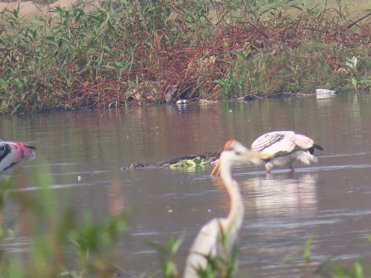 Painted Stork - Shilpa Gadgil