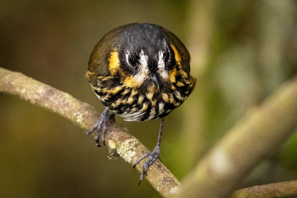 Crescent-faced Antpitta - Michael Cook