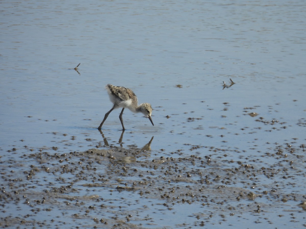 Black-necked Stilt - ML619321035