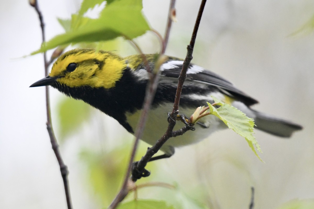 Black-throated Green Warbler - Joseph Dougherty