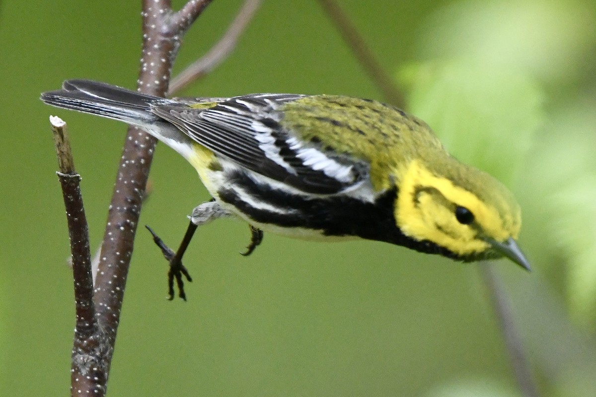 Black-throated Green Warbler - Joseph Dougherty