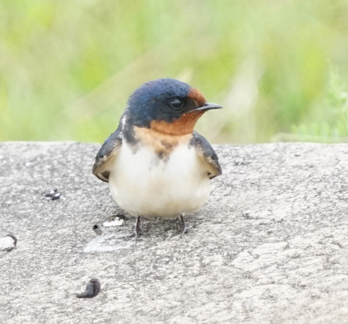 Barn Swallow - Brian Larson