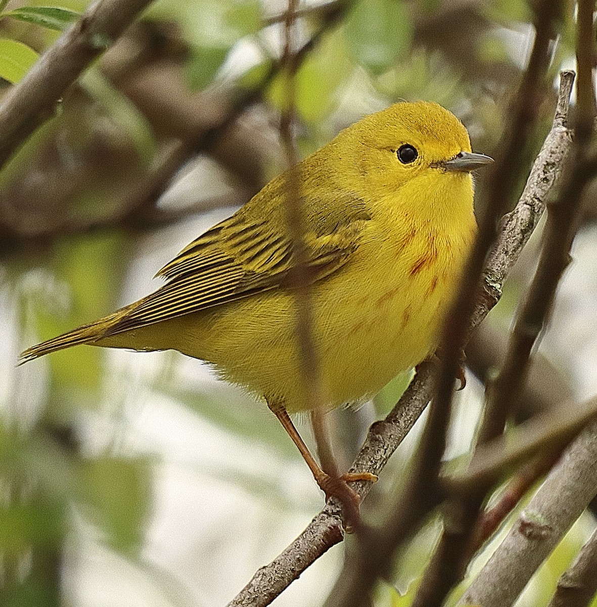 Yellow Warbler - Brian Cox