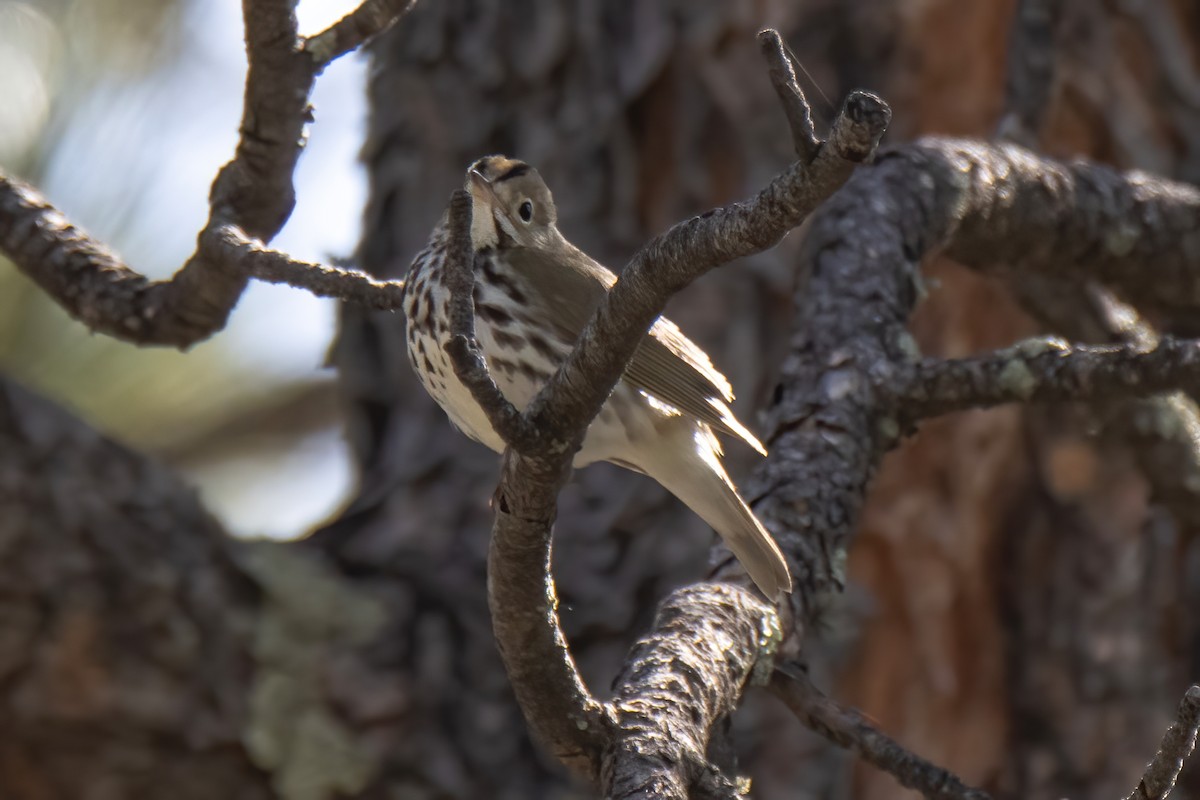 Ovenbird - Janet Stevens