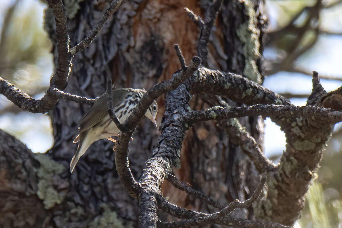 Ovenbird - ML619321092