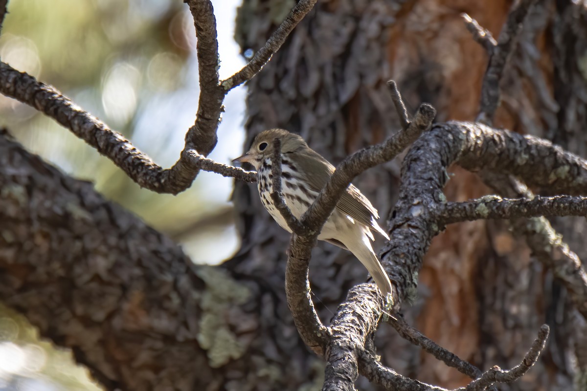 Ovenbird - Janet Stevens