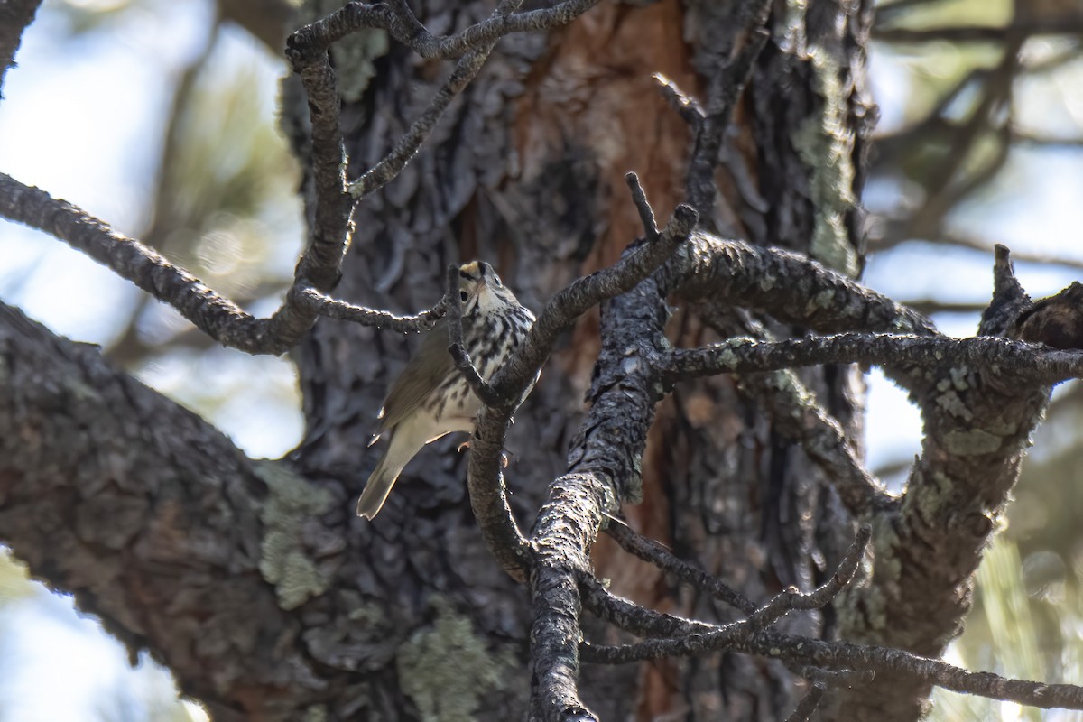 Ovenbird - ML619321095