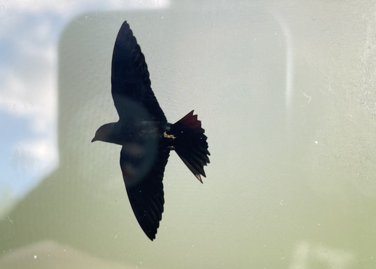 Purple Martin - Jon Mularczyk