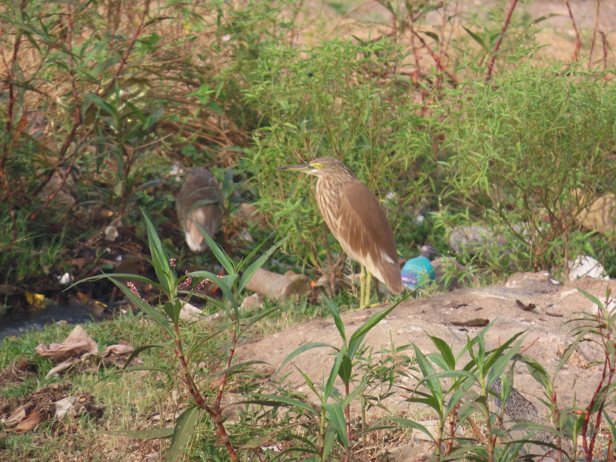 Indian Pond-Heron - Shilpa Gadgil