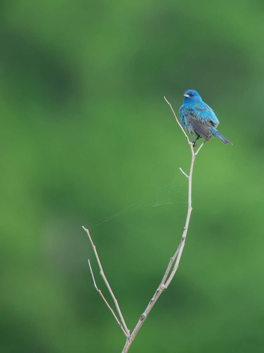 Indigo Bunting - Jon Mularczyk